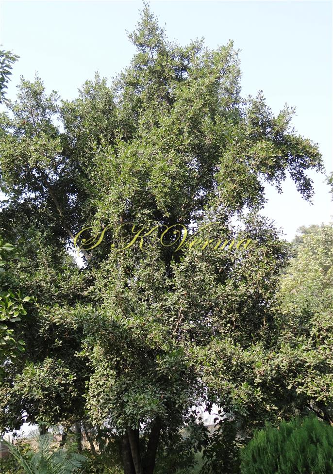  Plant